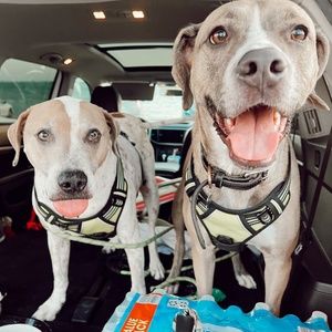 Meet your Posher, Hunter